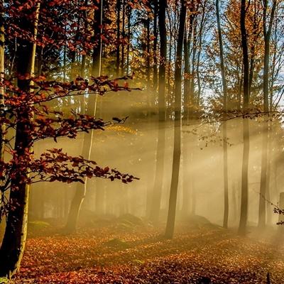 BOB·体育手机APP